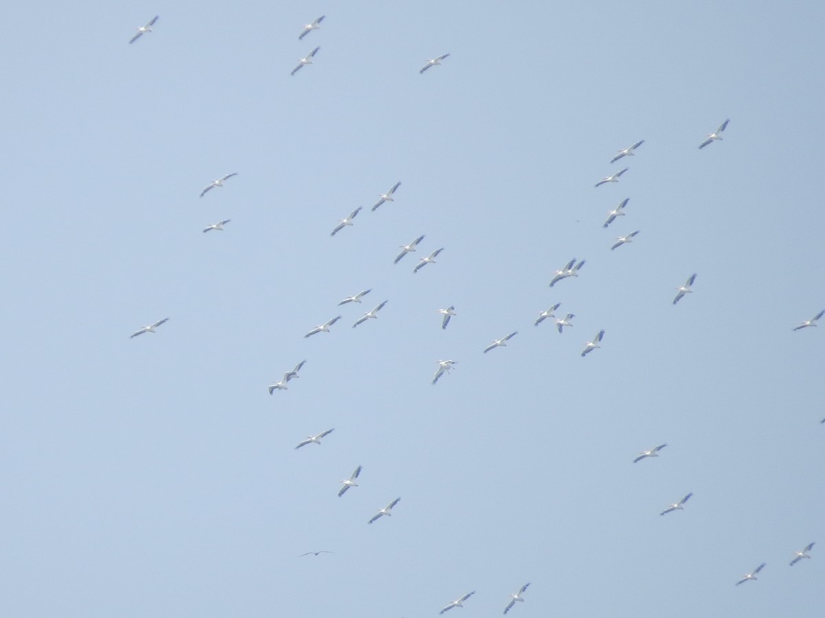 American White Pelican - ML620084668