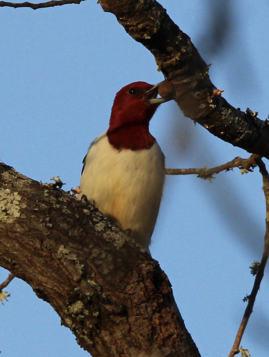 Red-headed Woodpecker - ML620084678