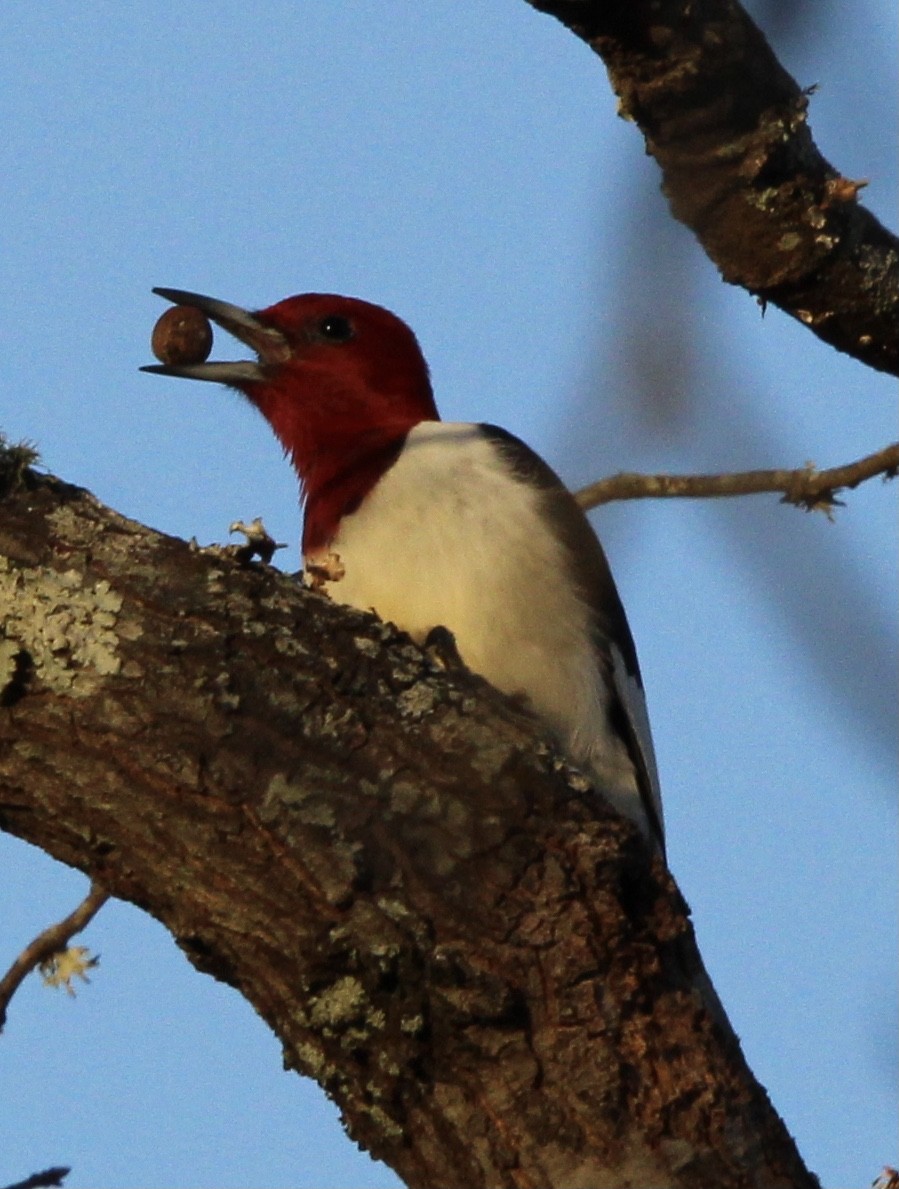 Red-headed Woodpecker - ML620084679