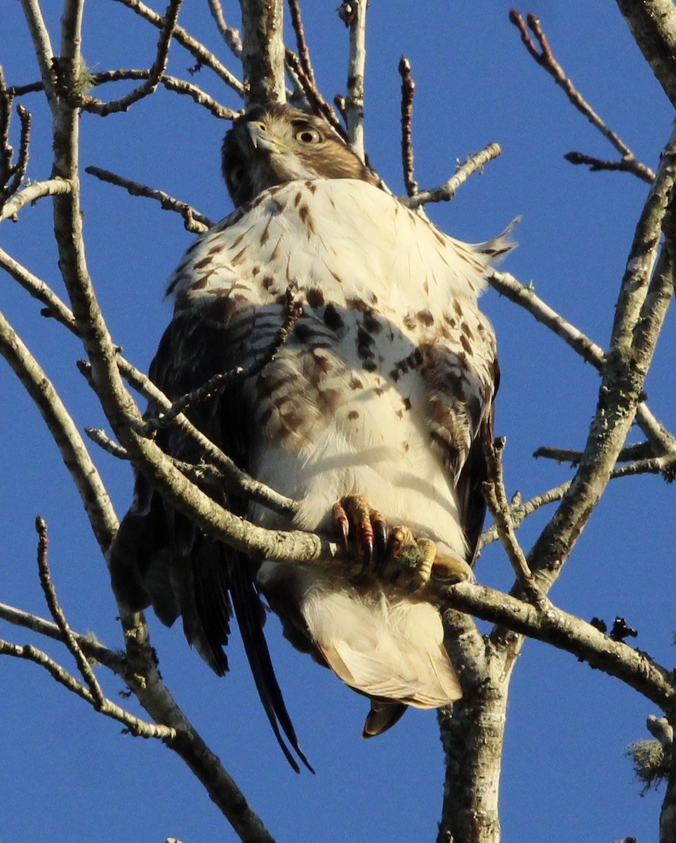 Red-tailed Hawk - ML620084687