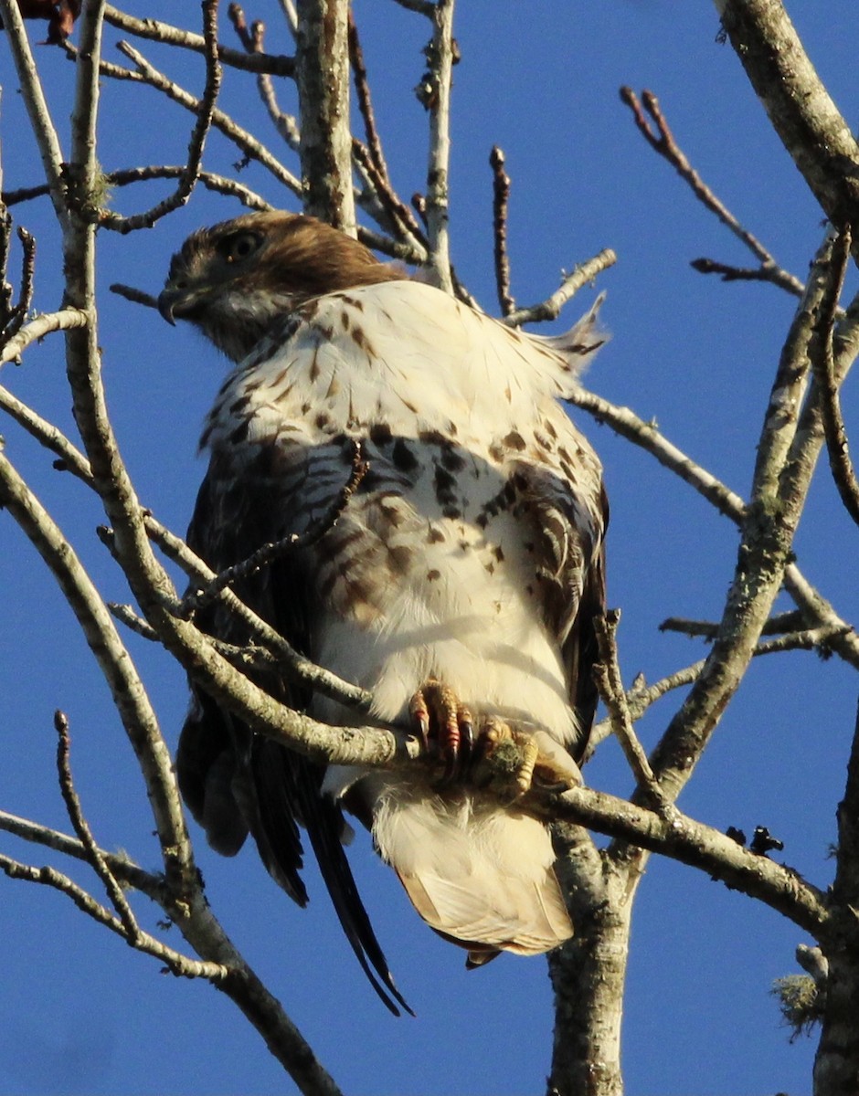 Red-tailed Hawk - ML620084688