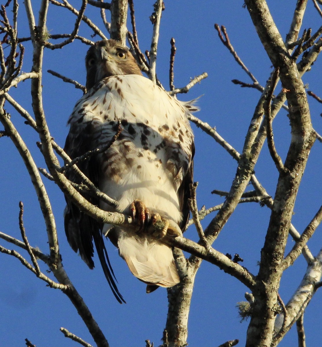Red-tailed Hawk - ML620084689