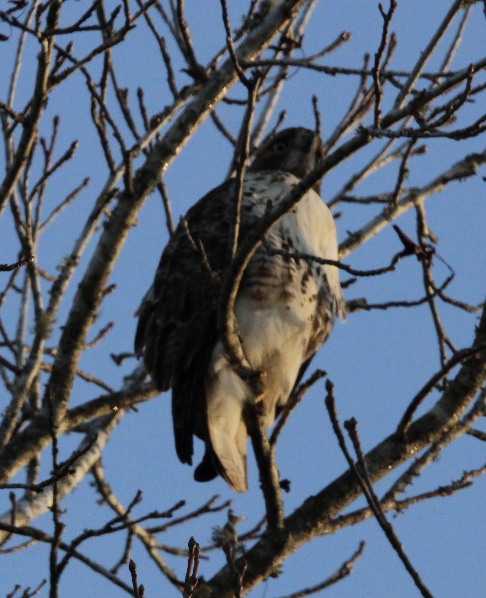 Red-tailed Hawk - Susan Wood