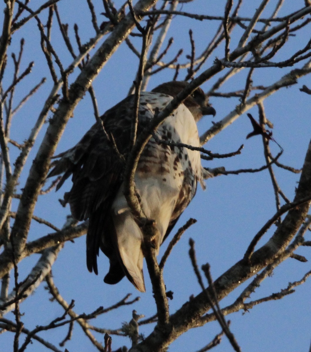 Red-tailed Hawk - ML620084691