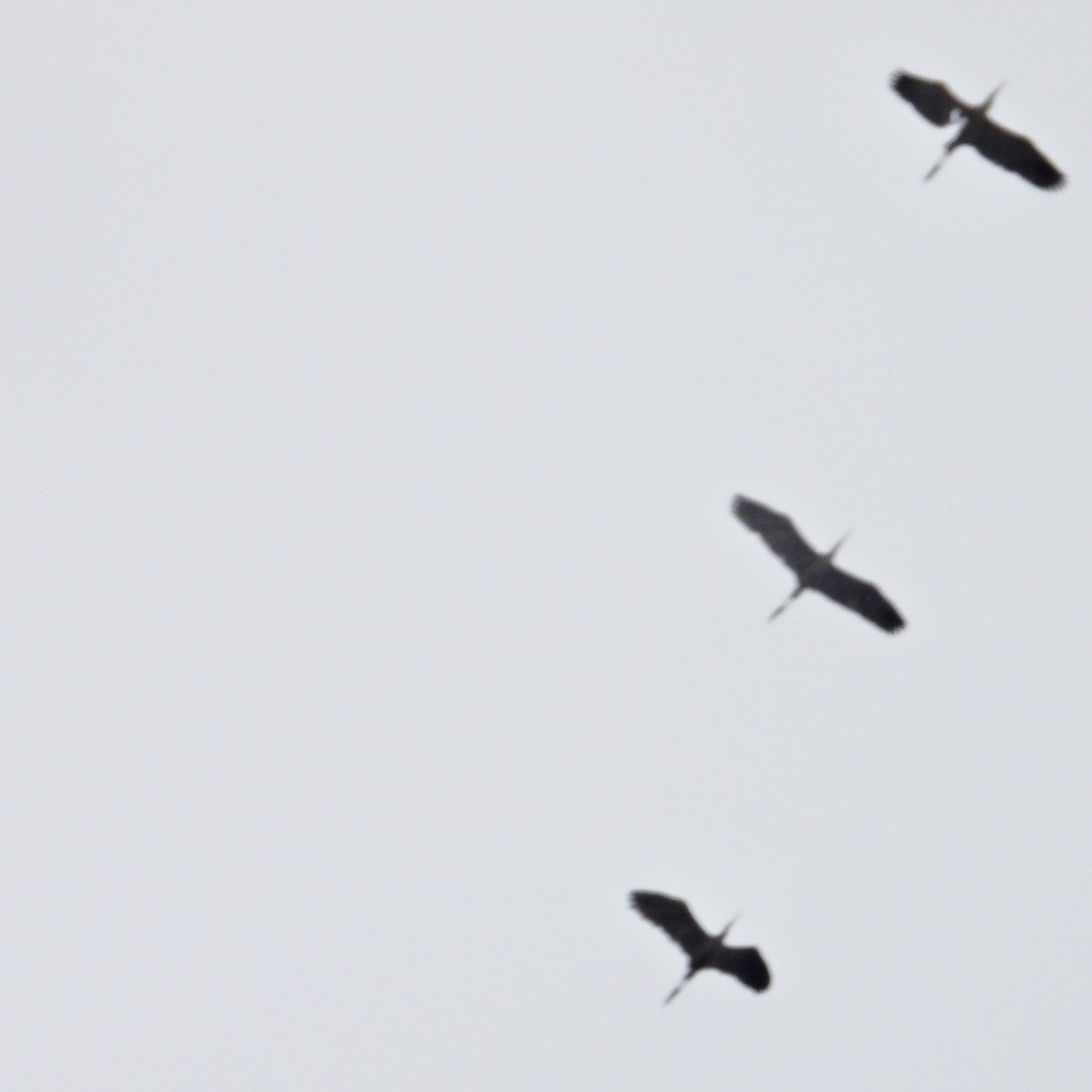 tanımsız Egretta/Bubulcus/Ardea sp. - ML620084701