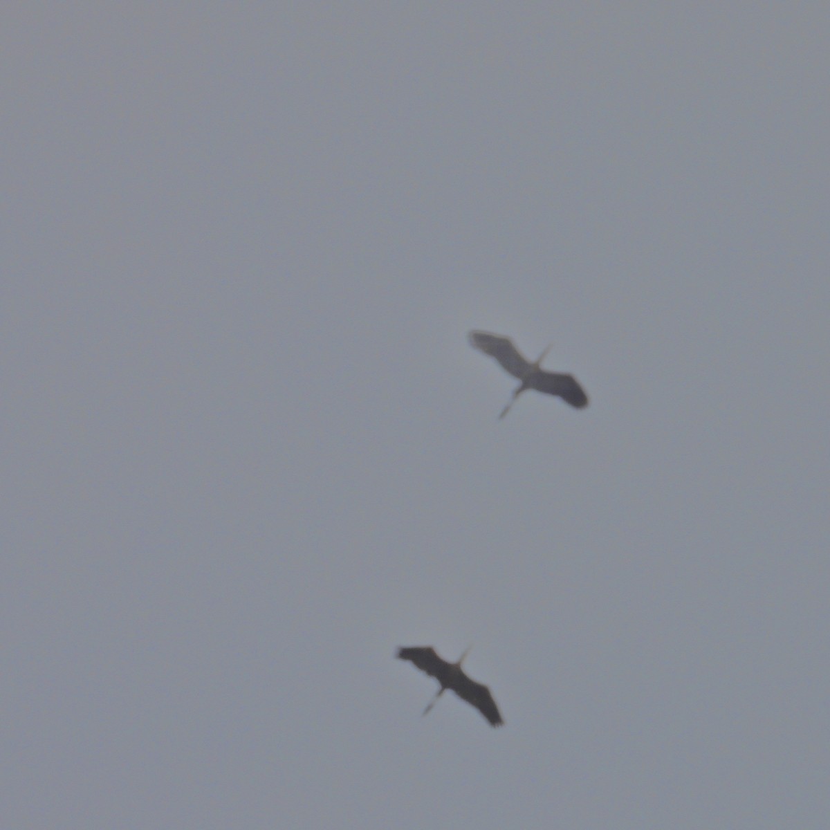 tanımsız Egretta/Bubulcus/Ardea sp. - ML620084702