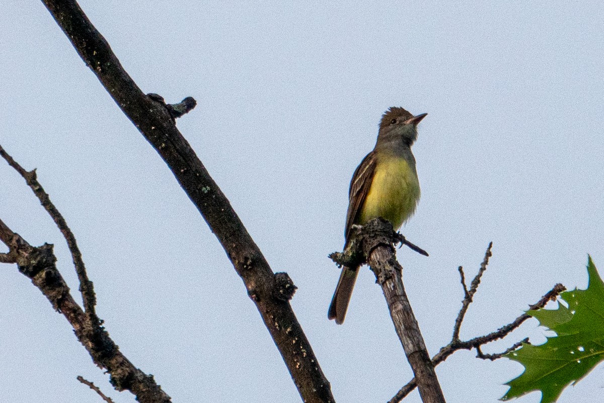 Great Crested Flycatcher - ML620084710