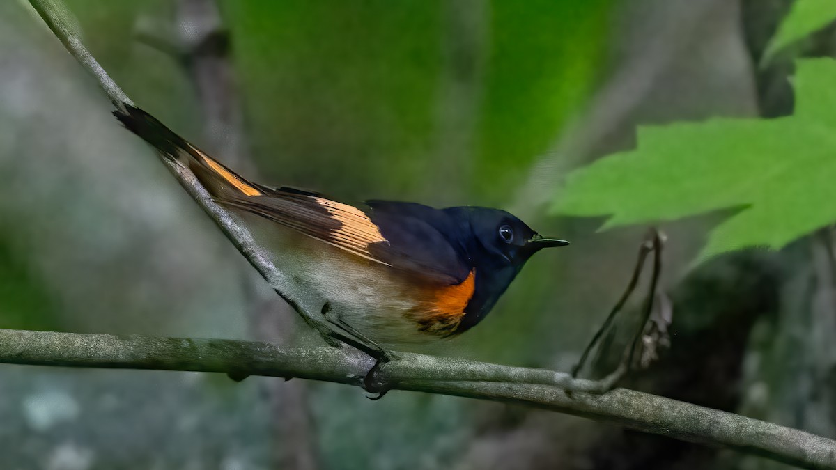 American Redstart - ML620084715