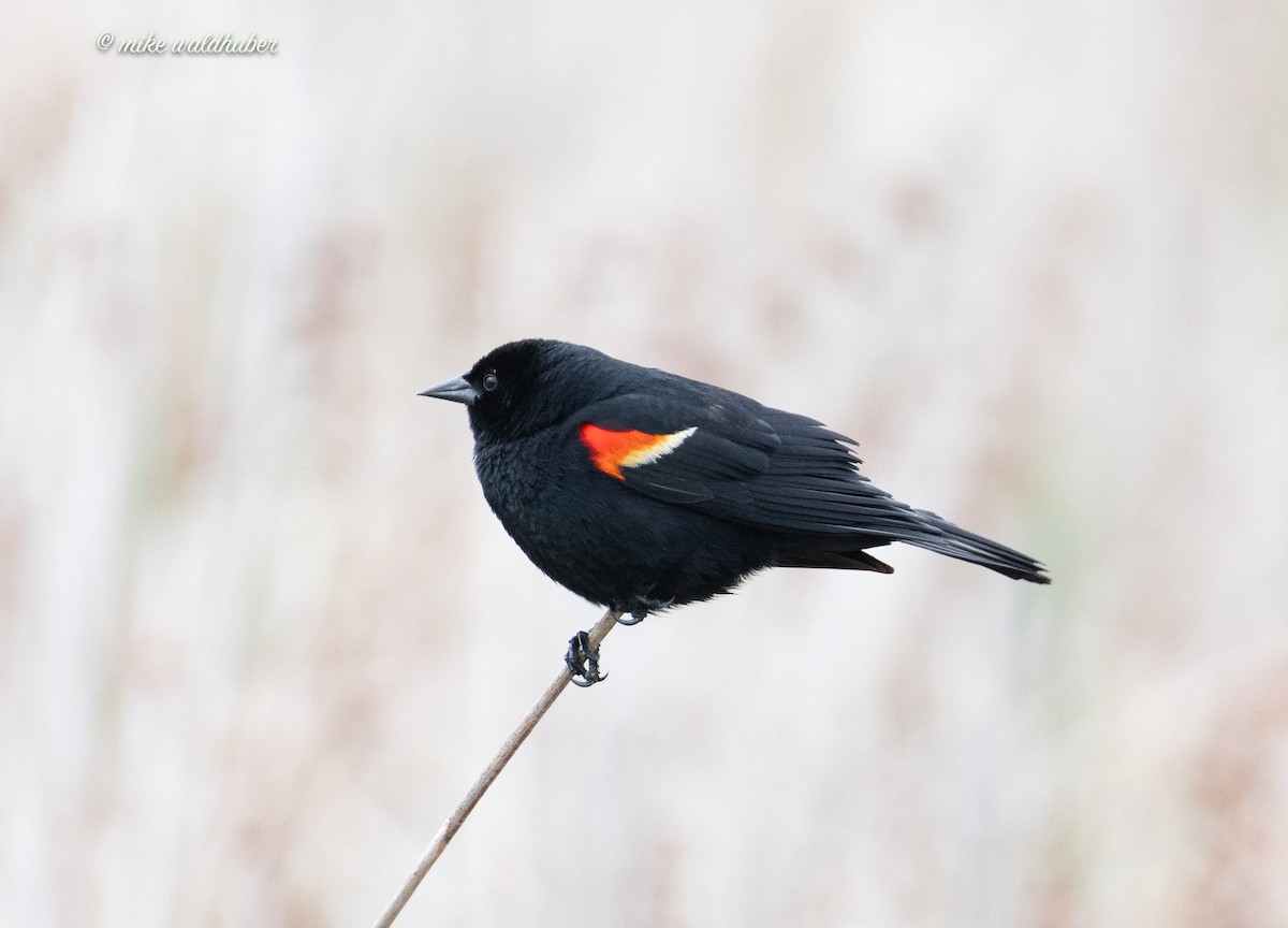 Red-winged Blackbird - ML620084720