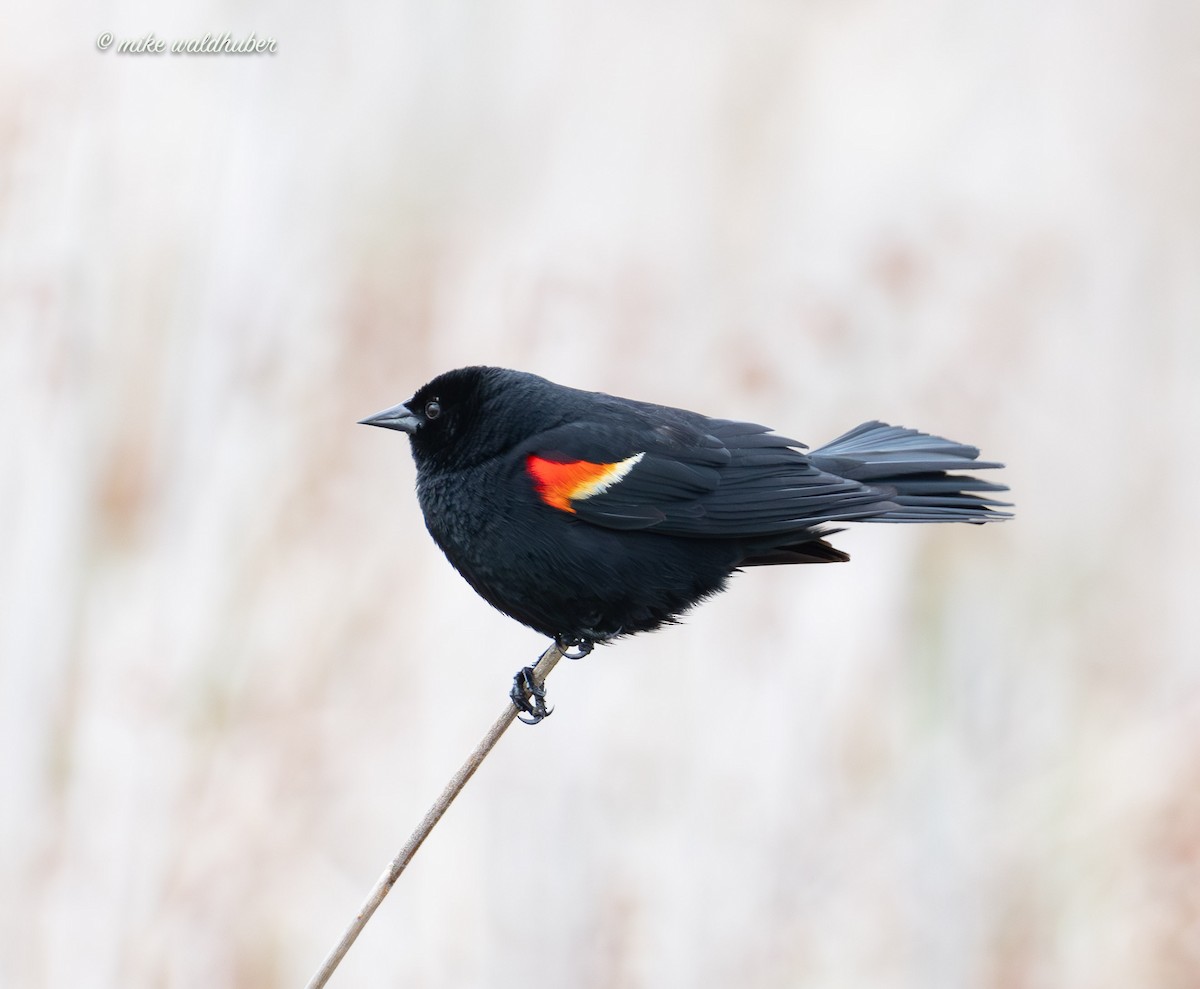 Red-winged Blackbird - ML620084721