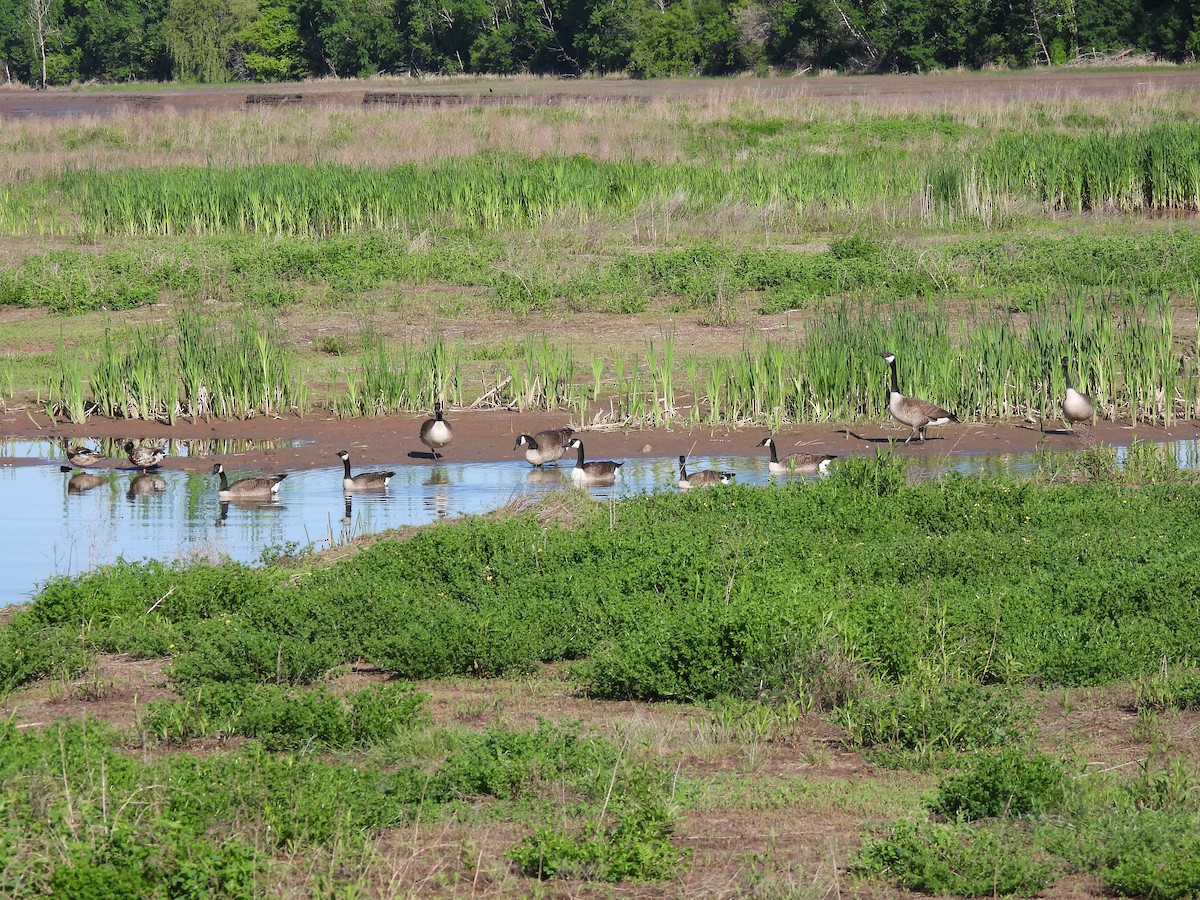 Canada Goose - ML620084727