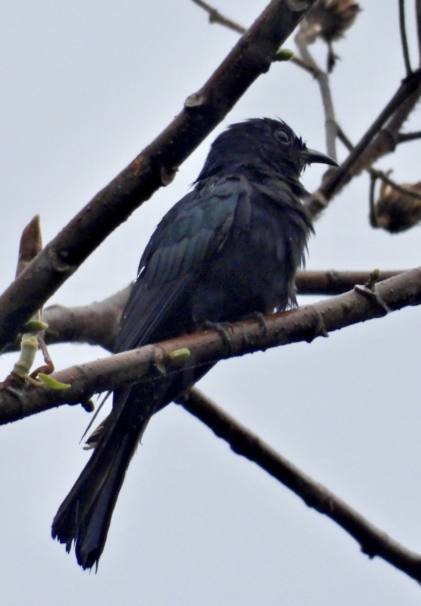 Square-tailed Drongo-Cuckoo - ML620084732