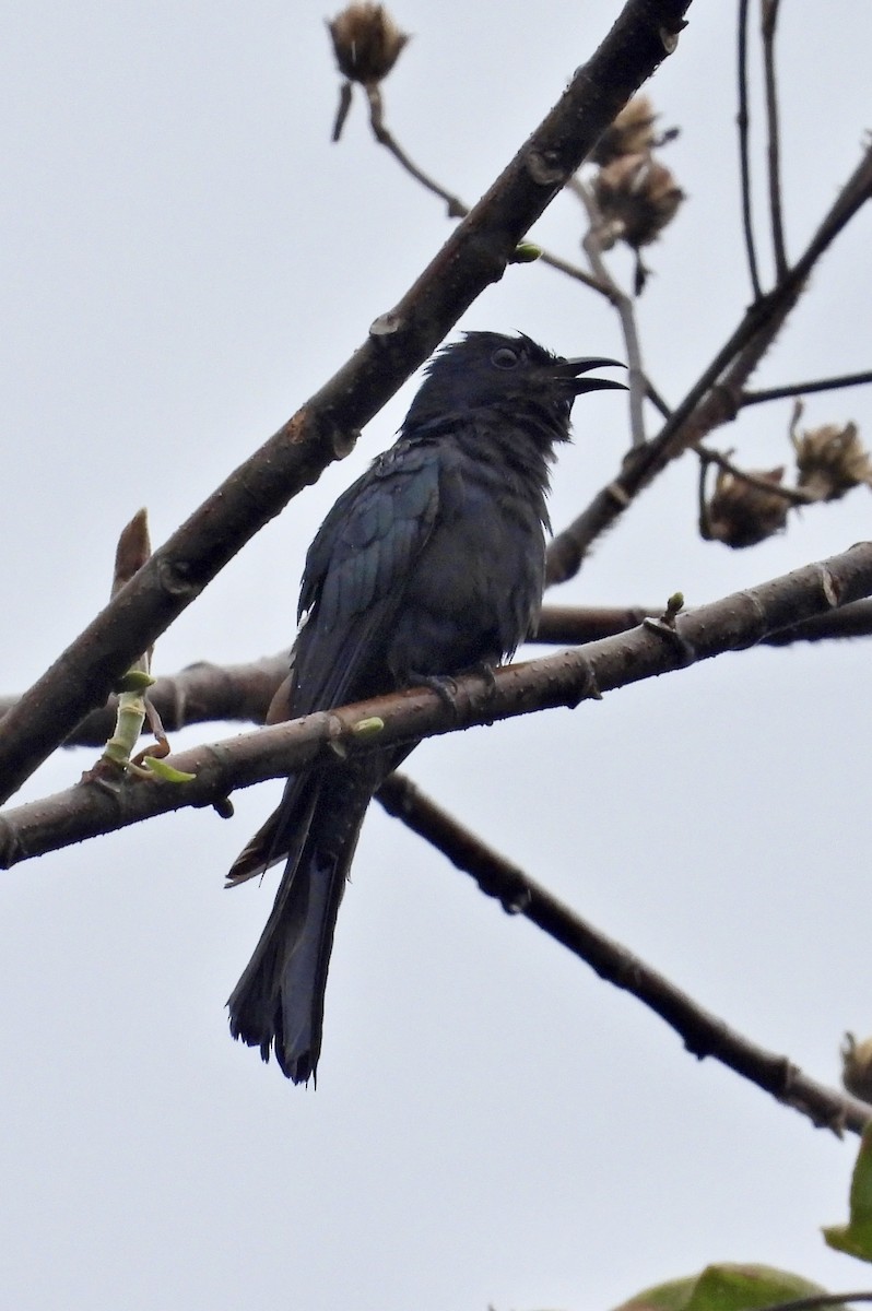 Square-tailed Drongo-Cuckoo - ML620084733