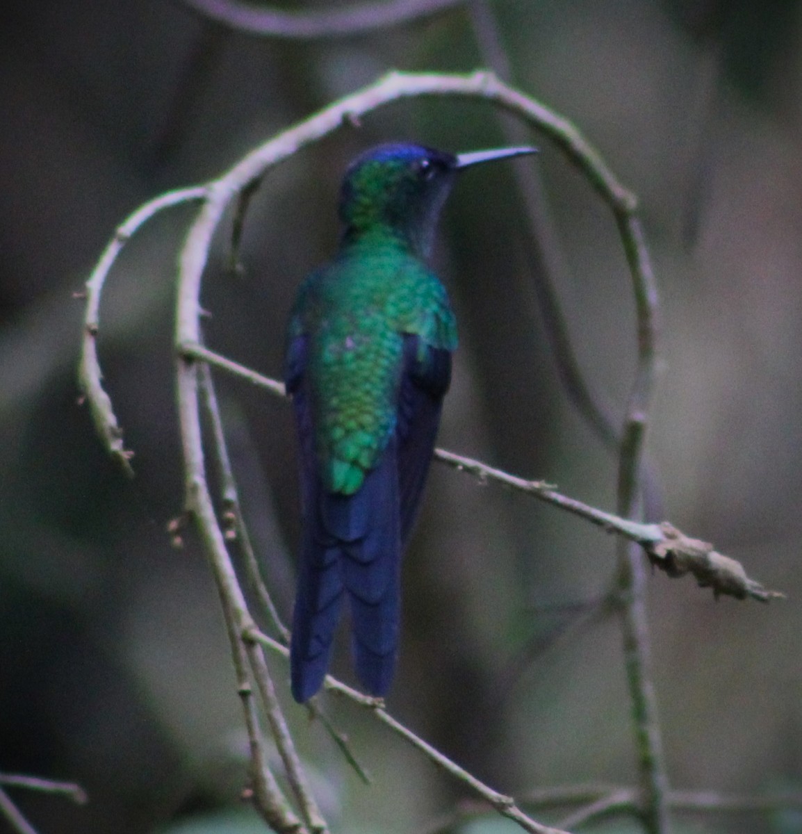 kolibřík fialovotemenný - ML620084736