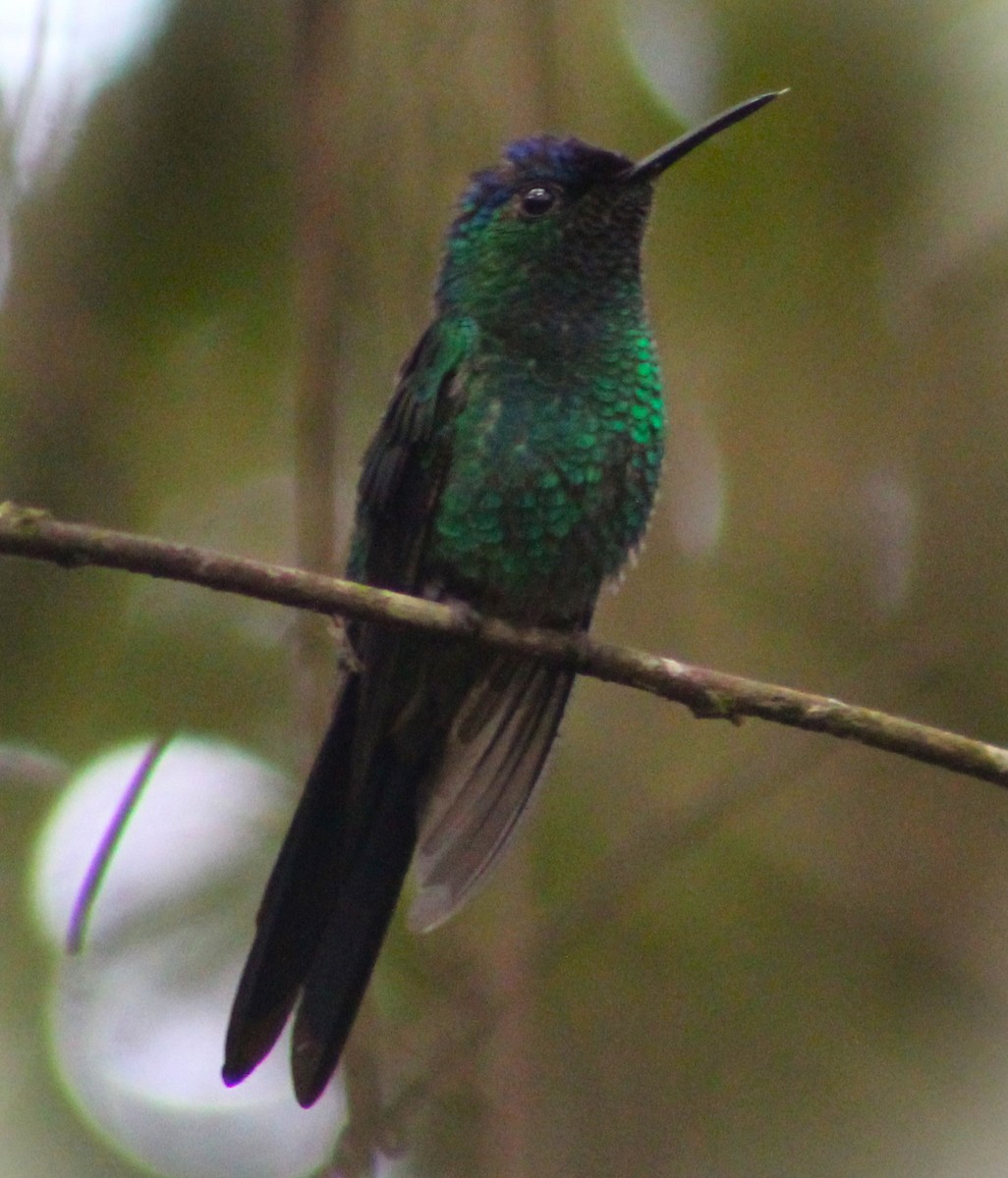 kolibřík fialovotemenný - ML620084737