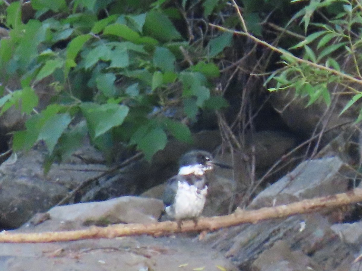 Belted Kingfisher - ML620084766