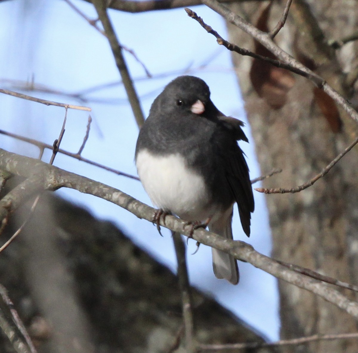 Dark-eyed Junco (Slate-colored) - ML620084774