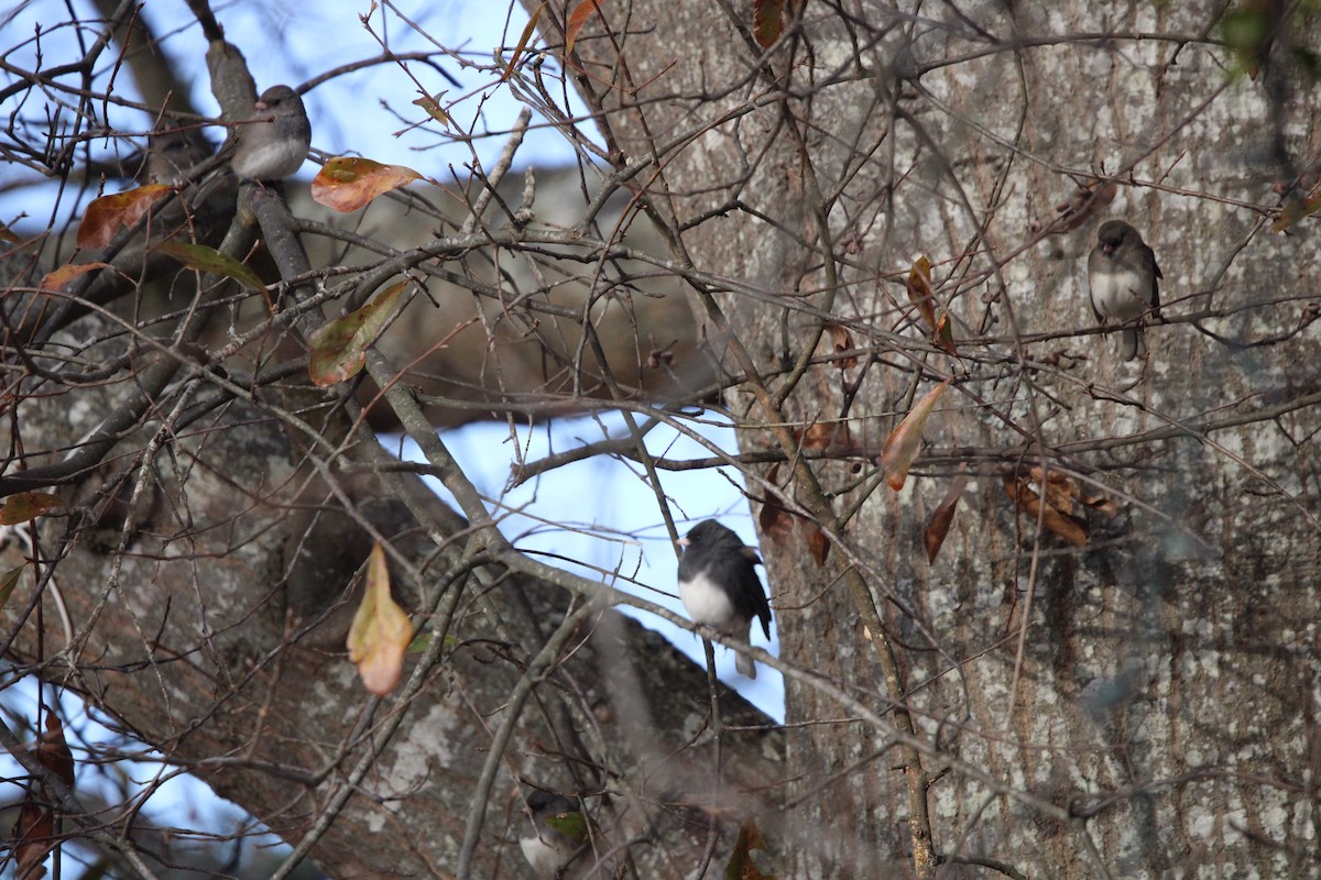 Dark-eyed Junco (Slate-colored) - ML620084775