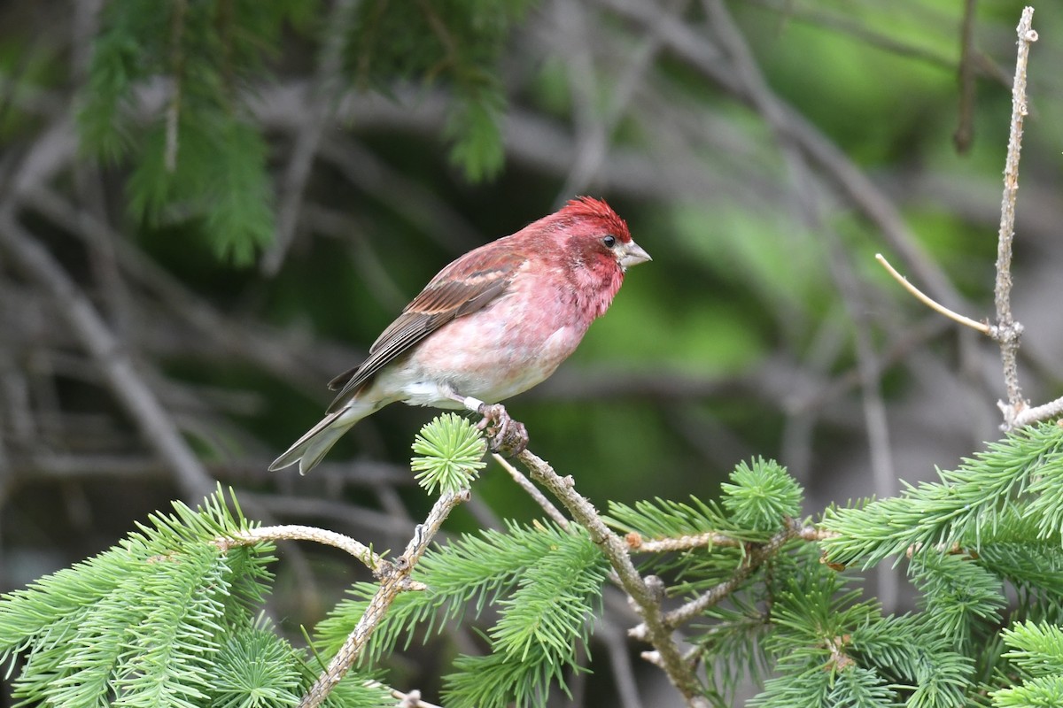 Purple Finch - ML620084778