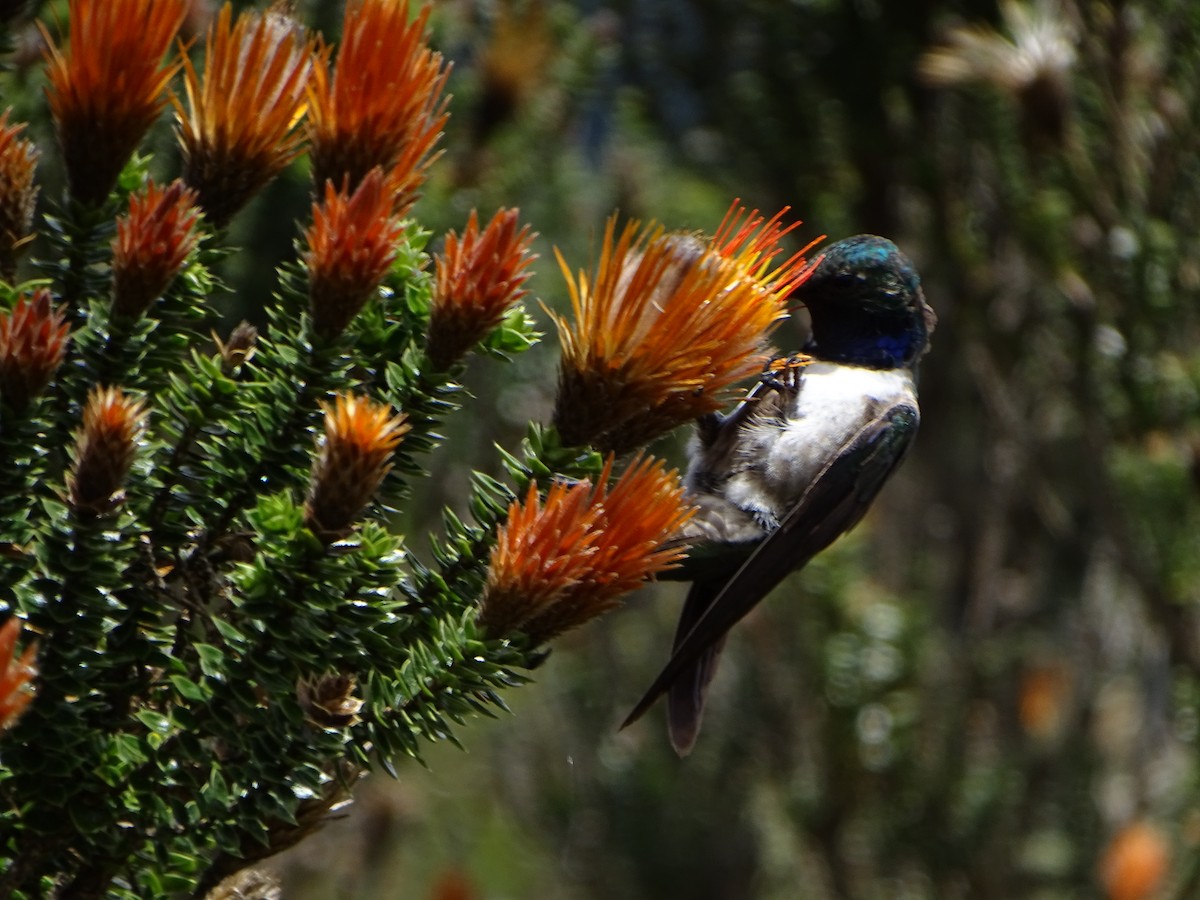 Blue-throated Hillstar - ML620084781