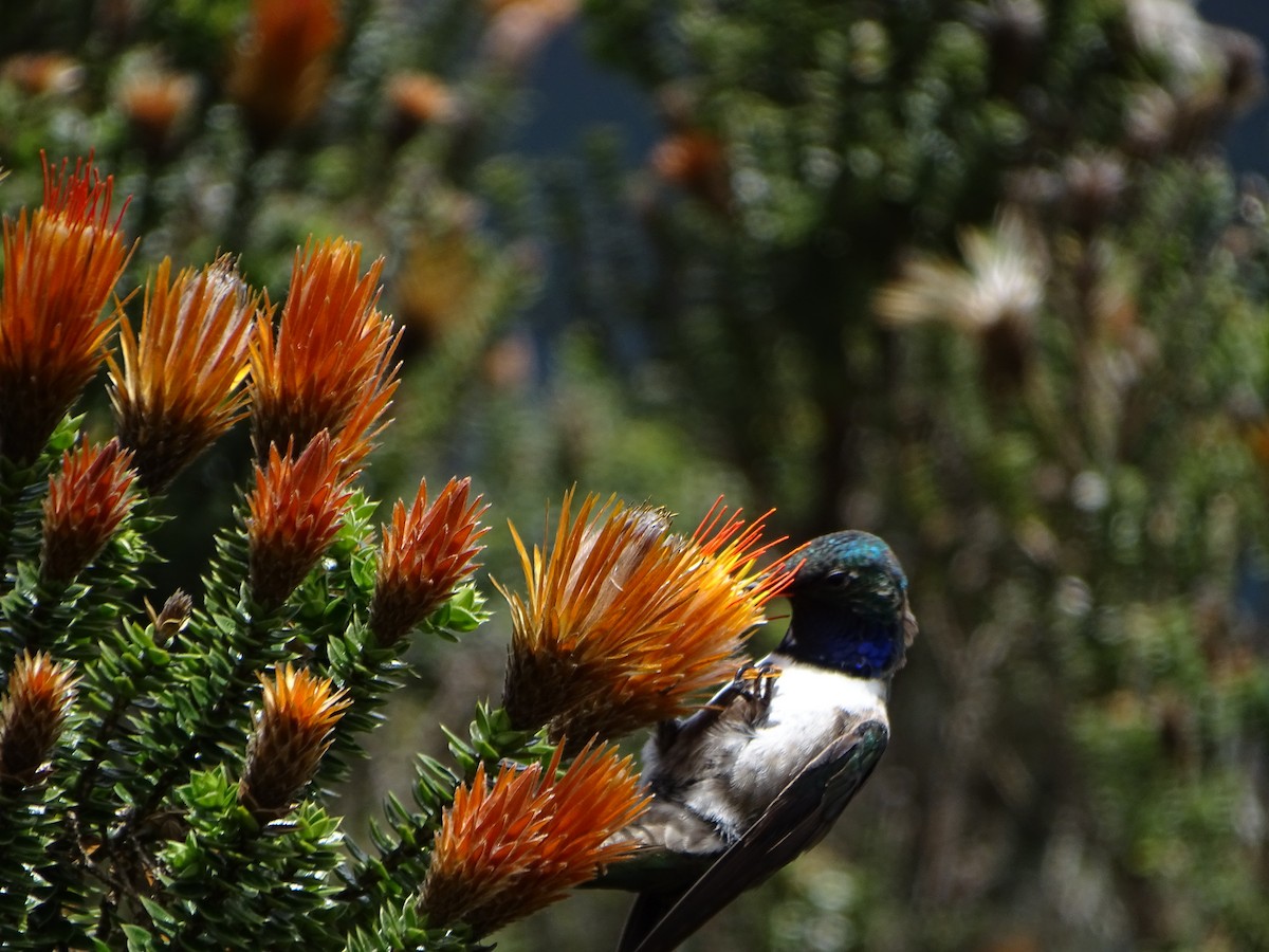 Blue-throated Hillstar - ML620084786