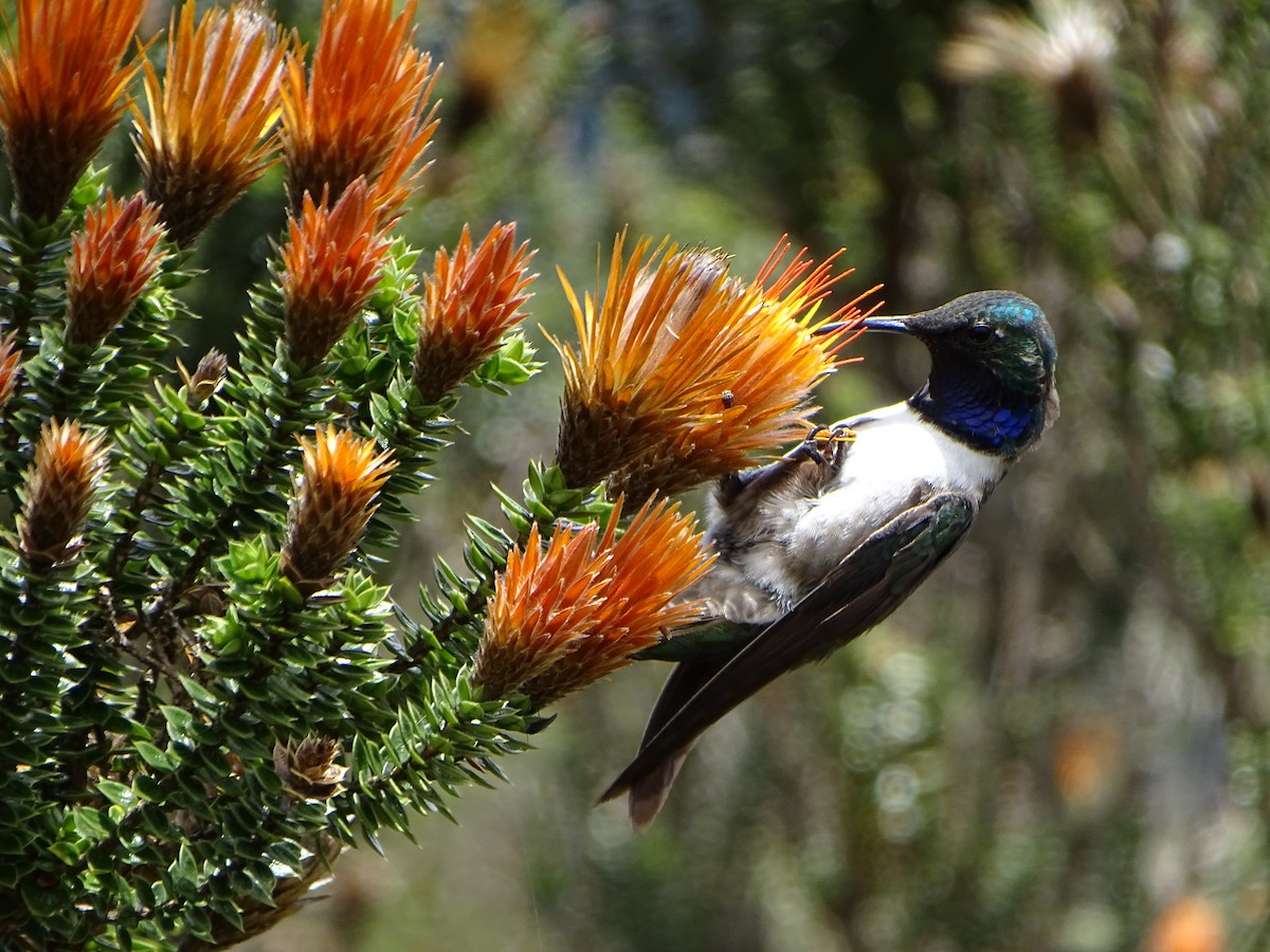 Blue-throated Hillstar - ML620084790