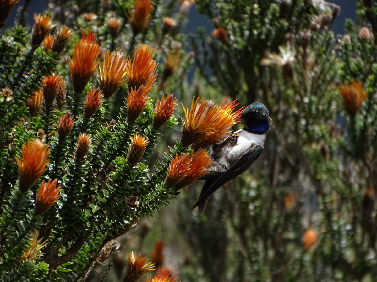 Colibri d'El Oro - ML620084791