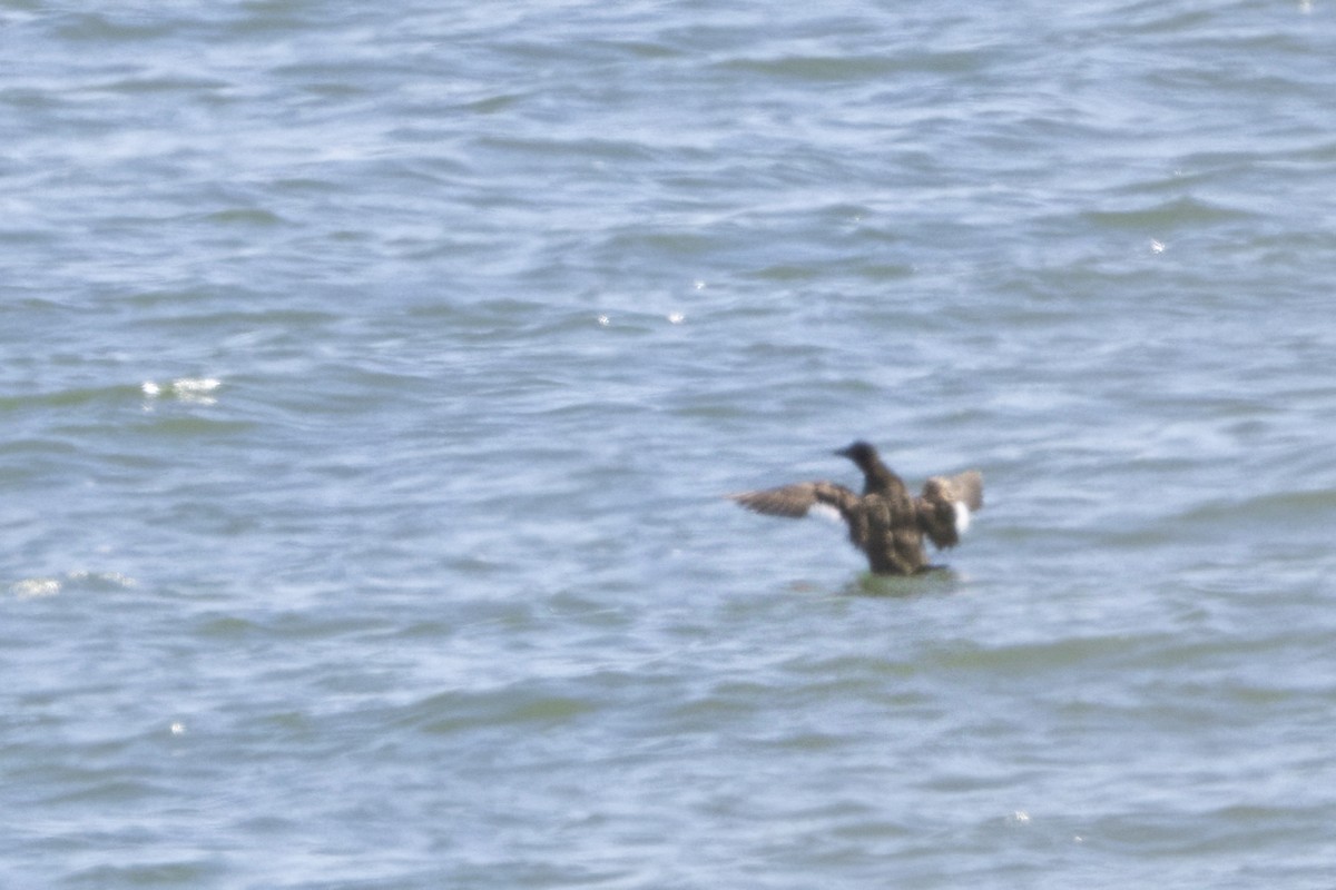 White-winged Scoter - ML620084815