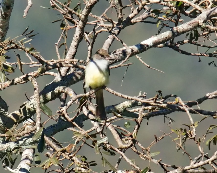 Myiarchus sp. - ML620084819