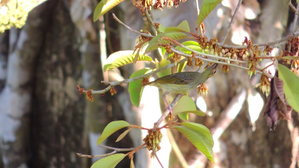 Yellow-eared Spiderhunter - ML620084833