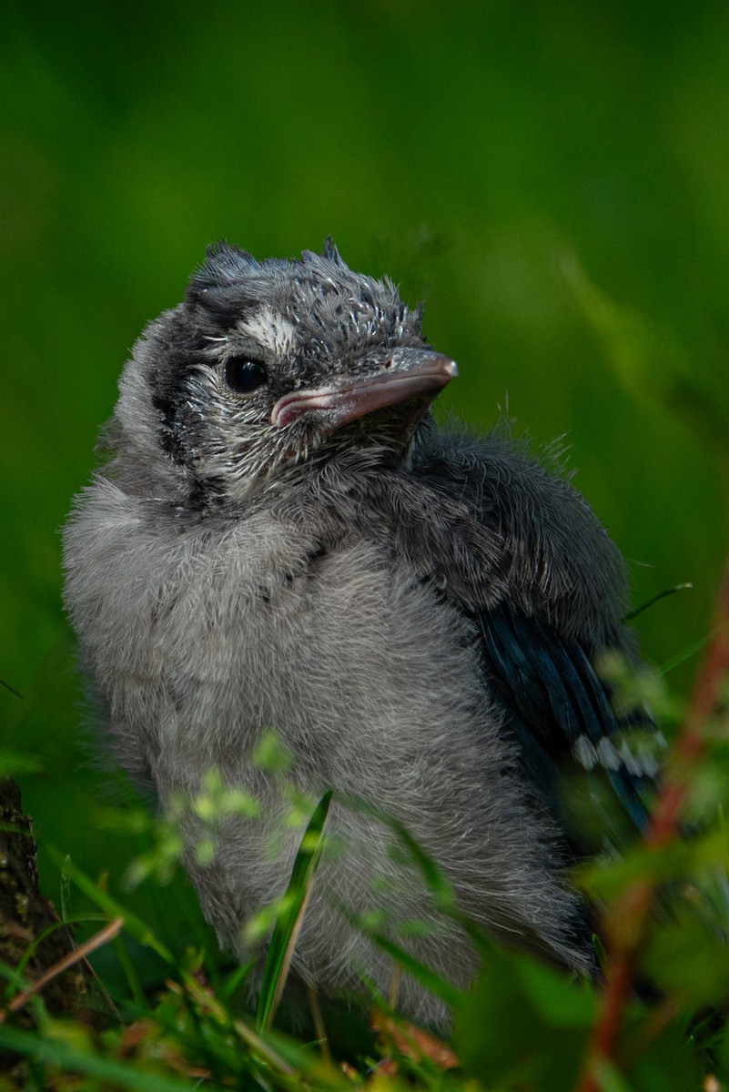 Blauhäher - ML620084835