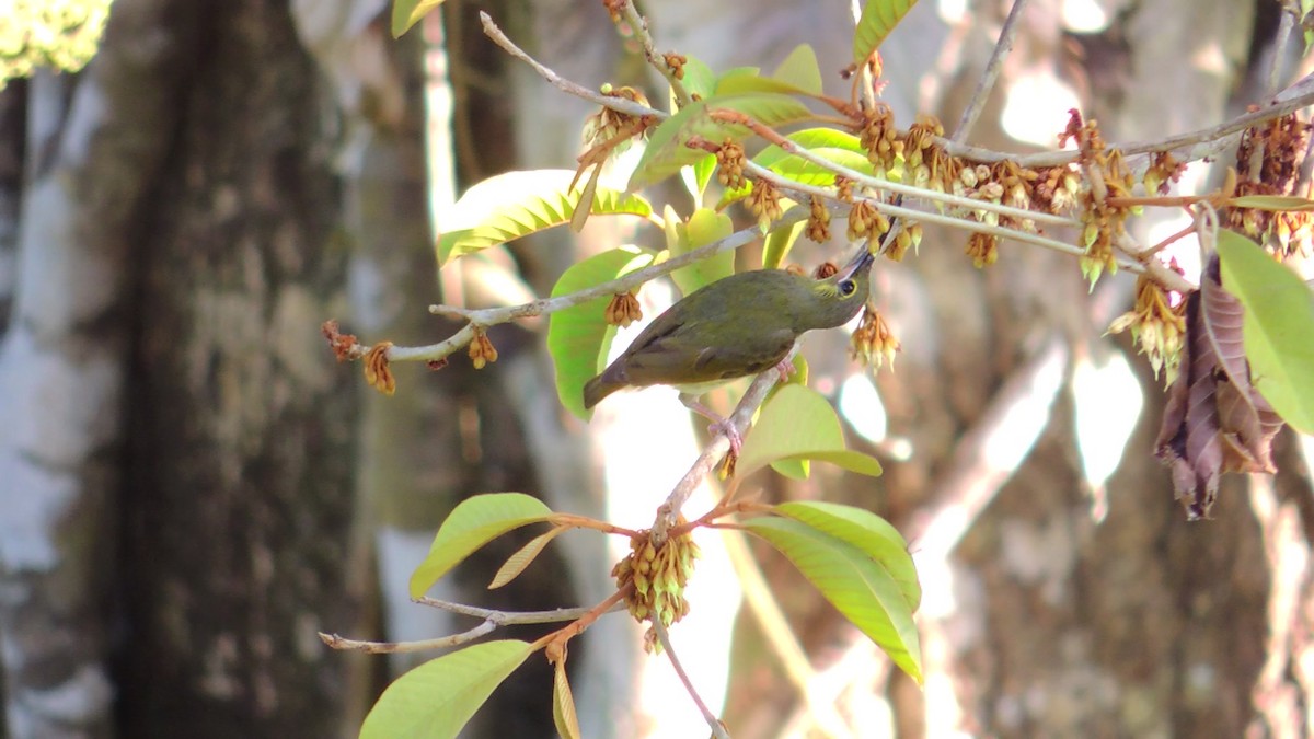 Yellow-eared Spiderhunter - ML620084849