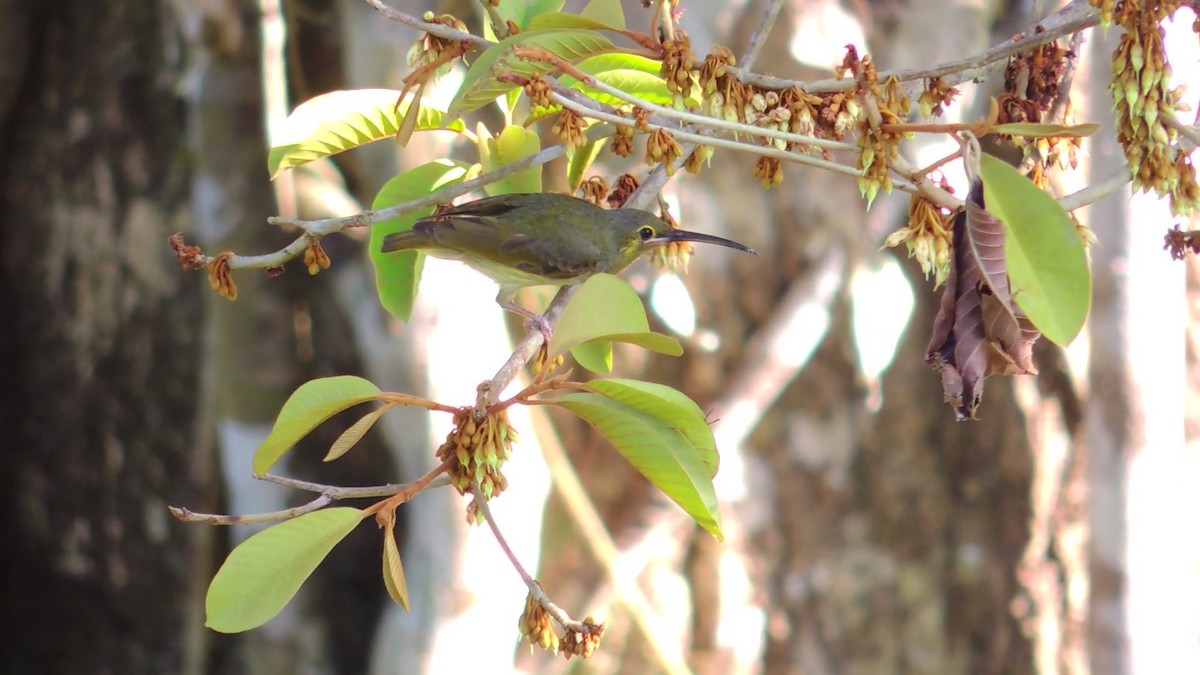 Yellow-eared Spiderhunter - ML620084857