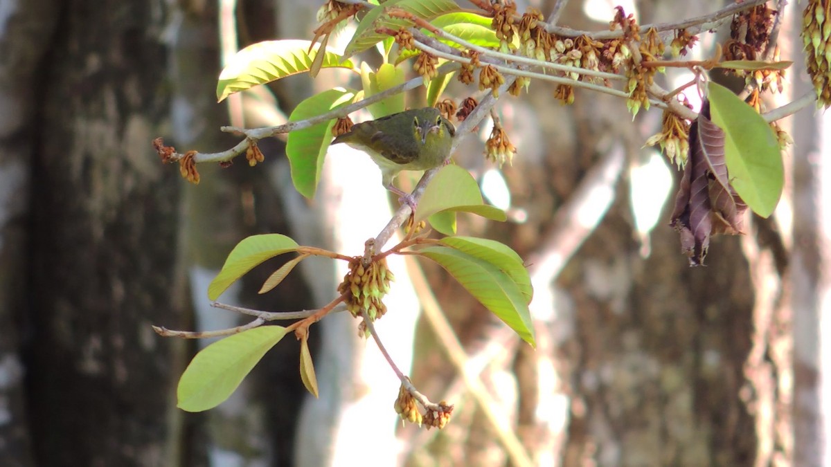 Yellow-eared Spiderhunter - ML620084861