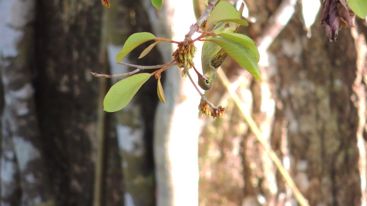 Yellow-eared Spiderhunter - ML620084866