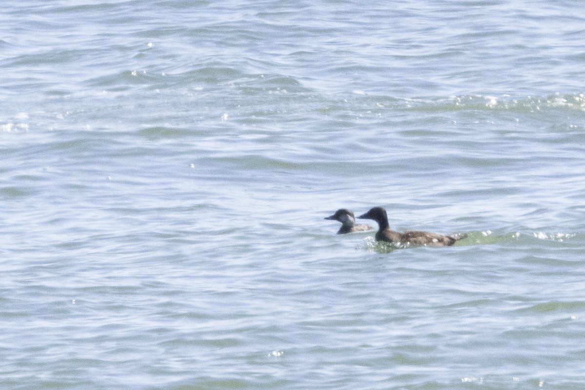 White-winged Scoter - ML620084877