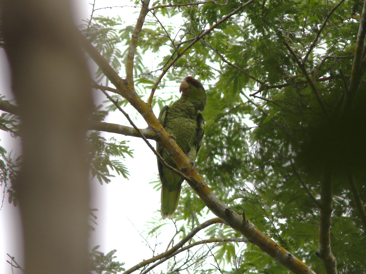 Lilac-crowned Parrot - ML620084879