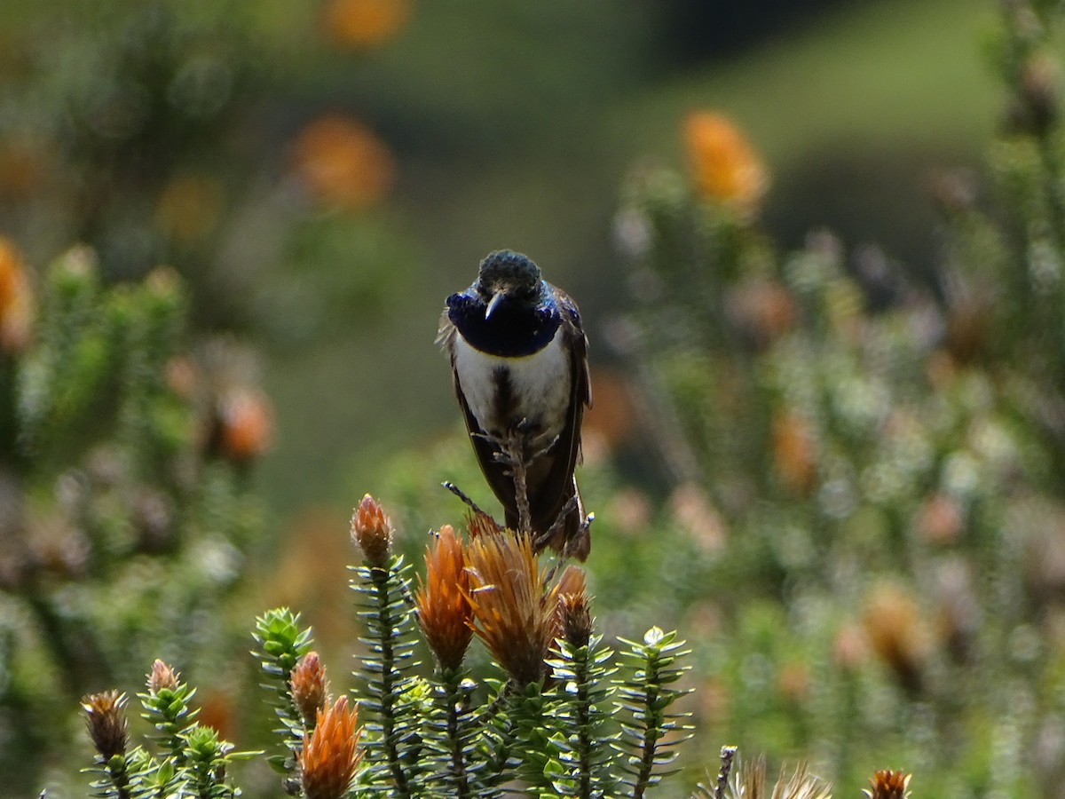 Blue-throated Hillstar - ML620084898