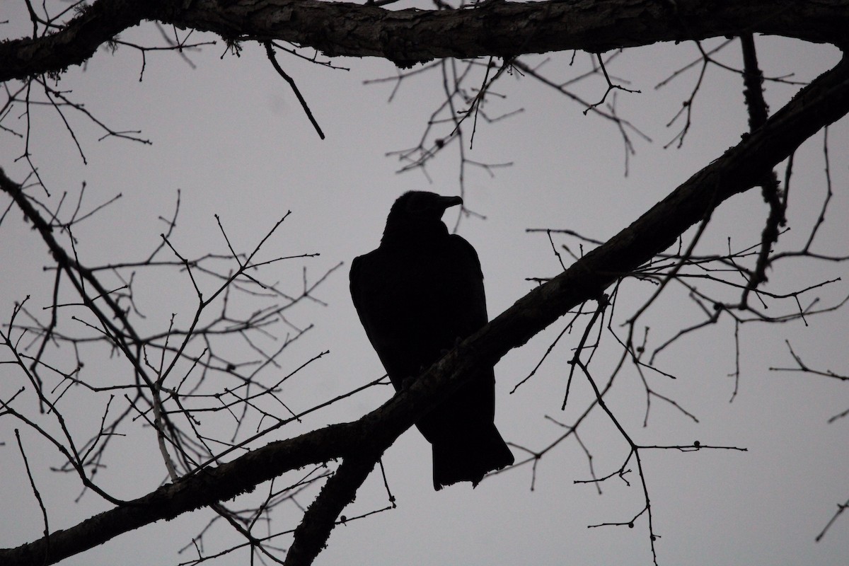 Black Vulture - ML620084909