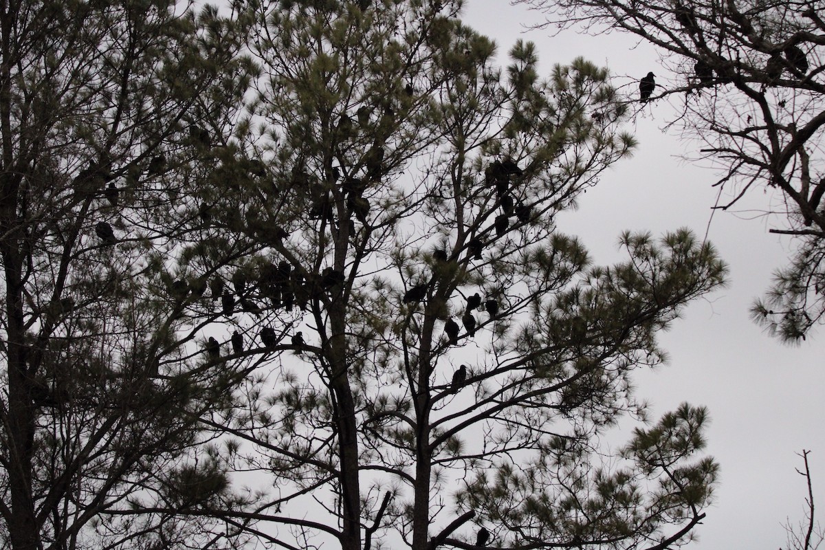 Black Vulture - ML620084914