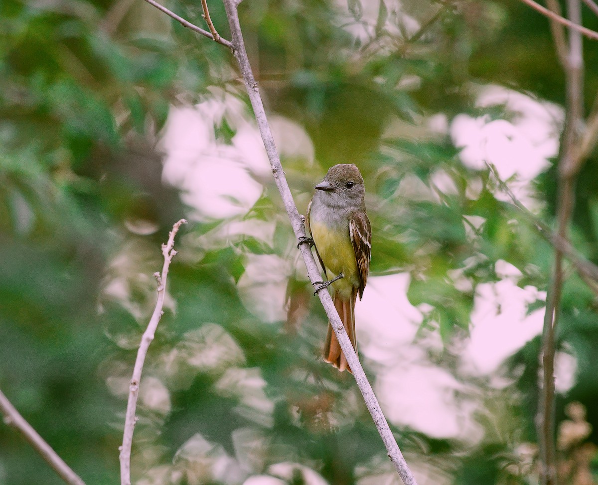 Great Crested Flycatcher - ML620084917