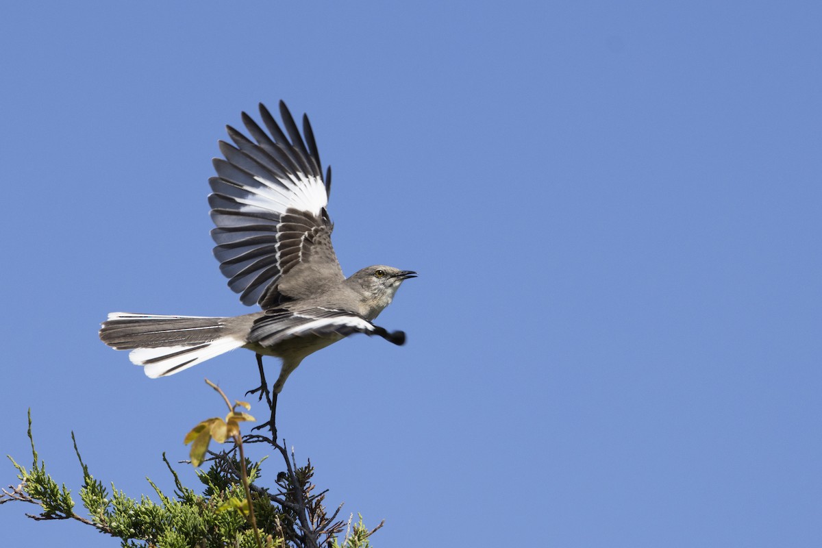 Northern Mockingbird - ML620084934