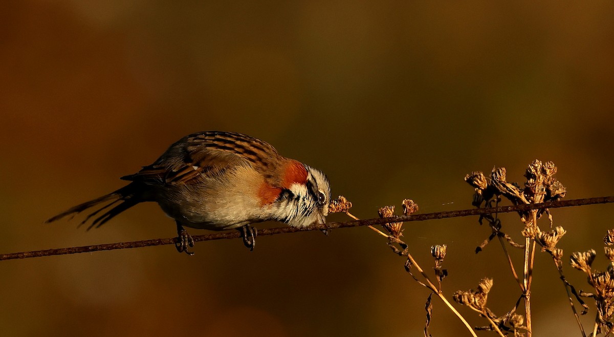Rufous-collared Sparrow - ML620084938