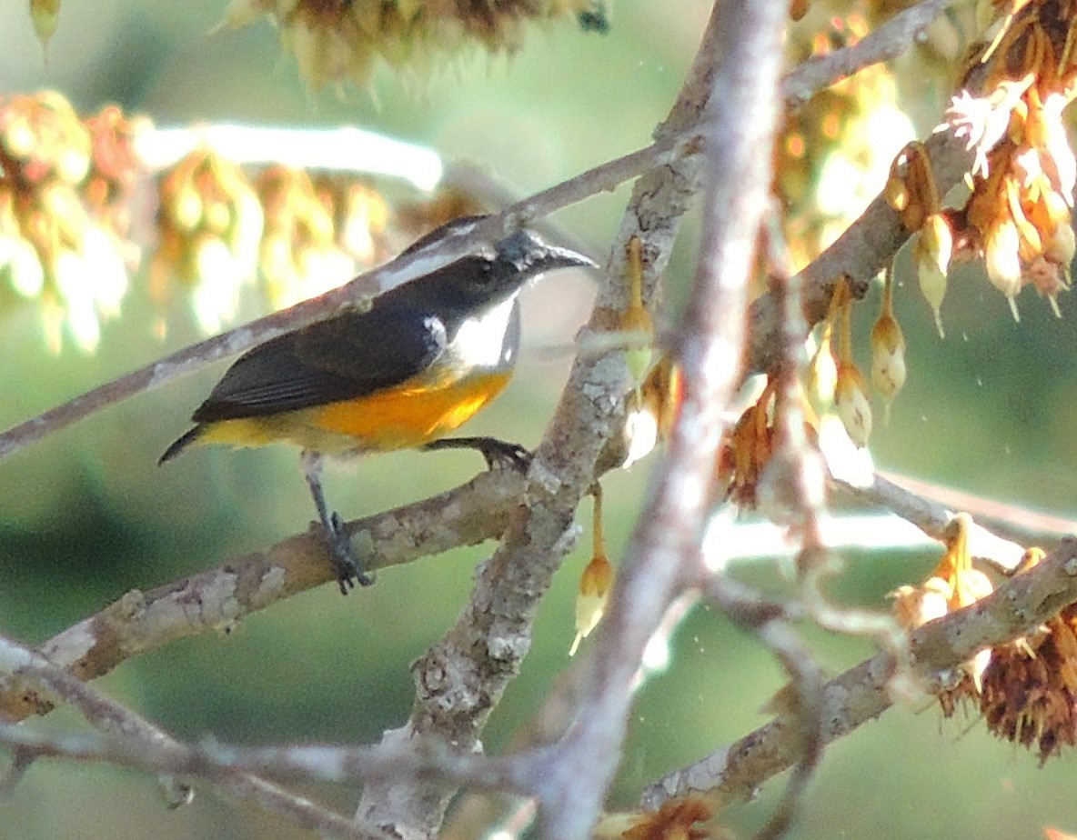 Orange-bellied Flowerpecker - ML620084940
