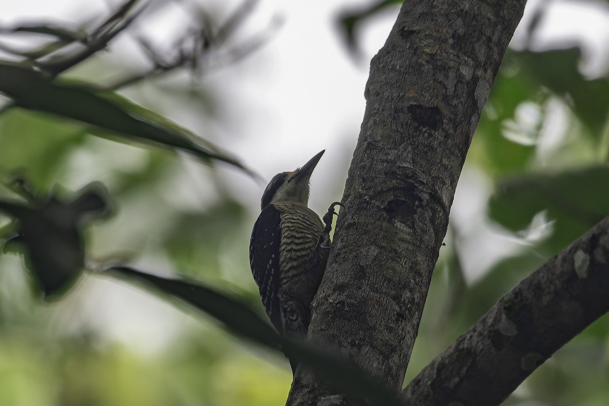 Black-cheeked Woodpecker - ML620084943