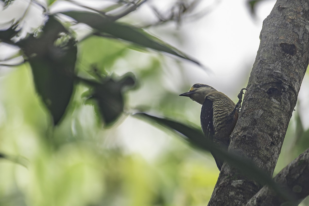 Black-cheeked Woodpecker - ML620084946