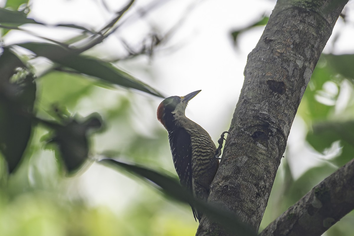 Black-cheeked Woodpecker - ML620084951