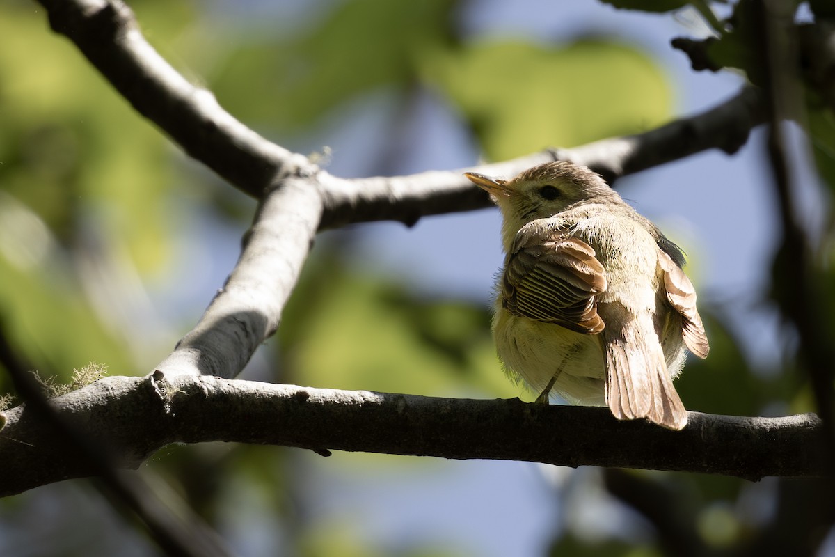 Warbling Vireo - ML620084987