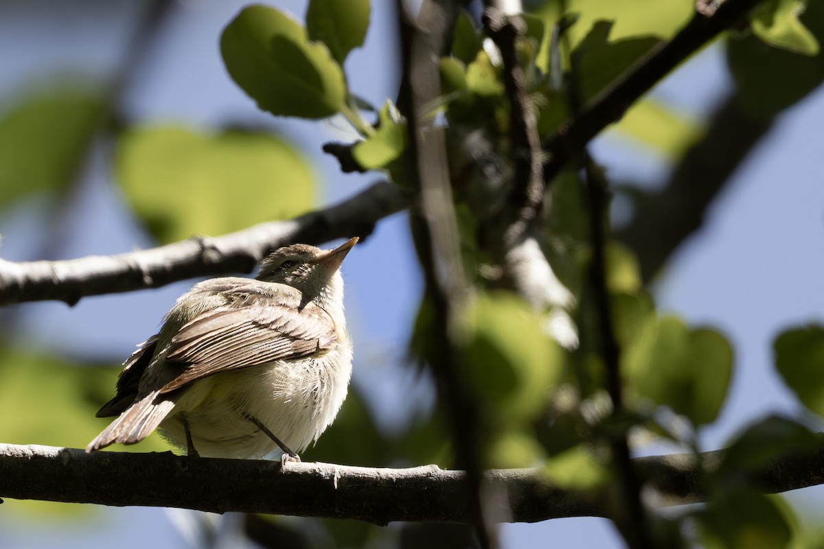 Warbling Vireo - ML620084988