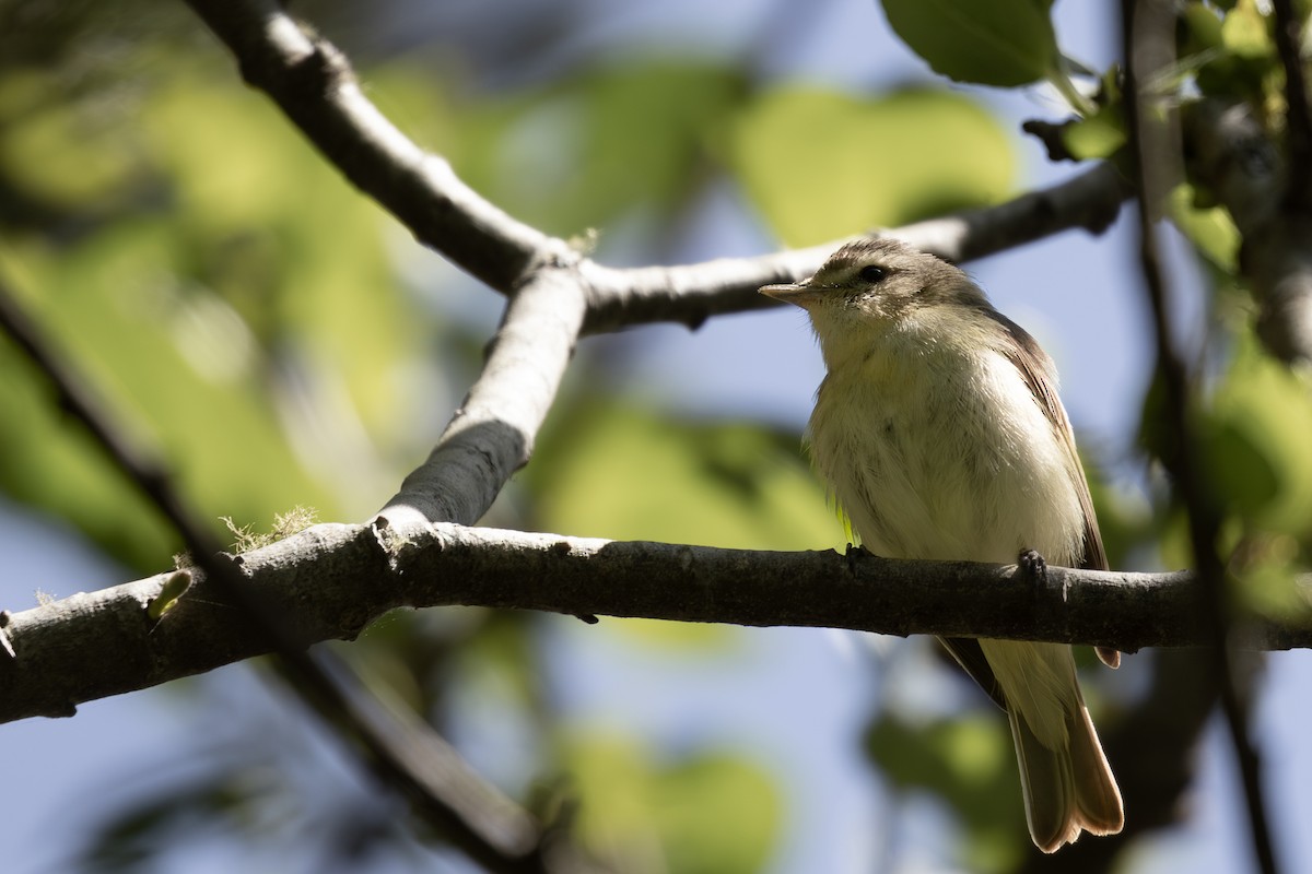 Warbling Vireo - ML620084989